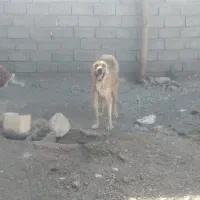 سگ گوسفندی نگهبان