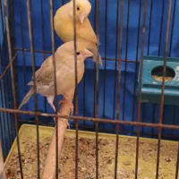 یک جفت قناری زیبا