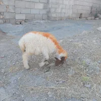 بره شیری ماده جوهم میخوره