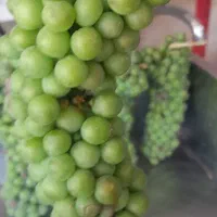 غوره آبگیری چفته اصل
