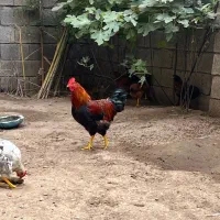 خروس محلی کاملا سالم ارگانیک