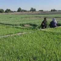 سبزی خورشتی پاک نکرده ارزان شد