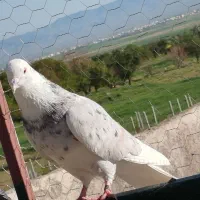 کبوتر. تعدادی نر بفروش میرسد مخصوص جفتگاه