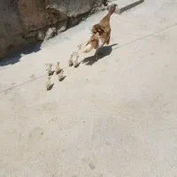 بوقلمون با جوجه بوقلمون