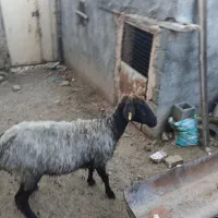 گوسفند
