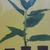 تدریس خصوصی