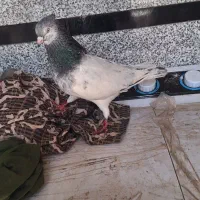 کله ای|پرنده|کارون, |دیوار