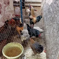 مرغ محلی تخمی