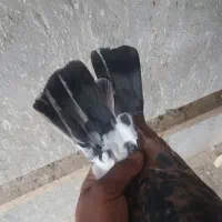 کبوتر|پرنده|مبارکه, |دیوار