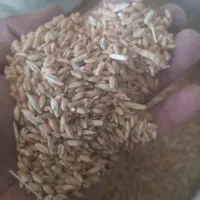 گندم|گل و گیاه طبیعی|مرودشت, ده بید|دیوار