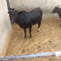گوساله درجه یک
