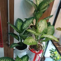 حراج گل های آپارتمانی.بنسای شامادورا فیکوس آگلونما