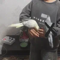 عروس هلندی