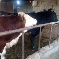 دوراس گوساله درجه یک