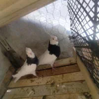 جفت نرو ماده طوقی