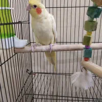 عروس هلندی مولد