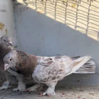 جفت کبوتر روسی هما