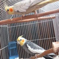 پرنده  عروس هلندی