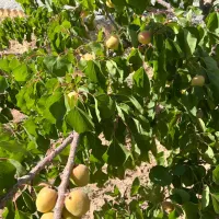 ۱۵۰۰ متر باغ بادرختانمیوه در مامونیه با سند تک برگ|فروش زمین و ملک کلنگی|تهران, پونک|دیوار
