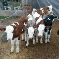 تهیه گوساله