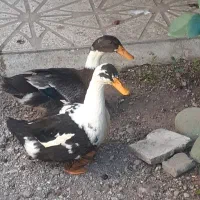 دو عدد اردک ۵ ماهه