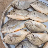 ماهی شانک تازه