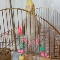 عروس هلندی