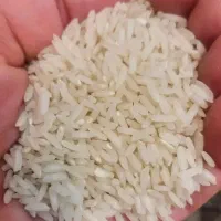 برنج طارم هاشمی