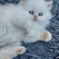 بریتیش پرشین چشم آبی قطعی