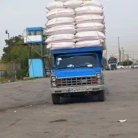 کاه گوسفندی