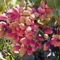 کود ارگانیک/شیمیایی/حیوانی زراعی-باغی-گلخانه‌ای