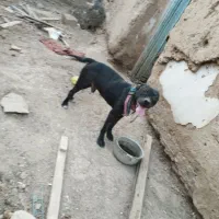 سگ پیتبول معاوضه با متور و گوسفند