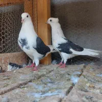 کله دم سبز ناب