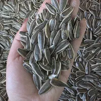 تخمه سس رنچ