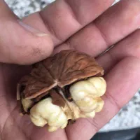 گردوخوشه ای پیوندی خودگردافشان