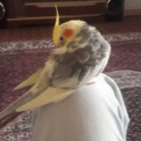 عروس هلندی  سخنگو