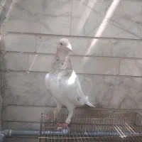سرور کرم