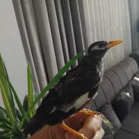 مرغ مینا دستی ۲ماهه شاه تخم