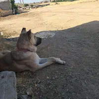 سگ سرابی یک ساله