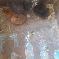 جوجه بوقلمون