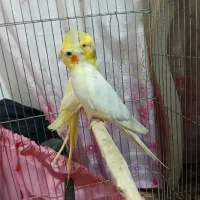 جفت عروس هلندی مولد