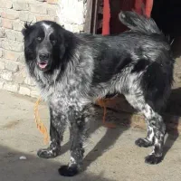 واگذاری سگ نژاد اصل قهدرجانی