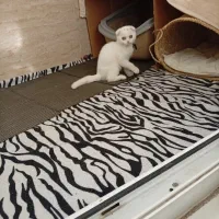 گربه اسکاتیش