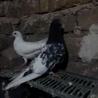 سلام چندکبوترپرشی به شرط