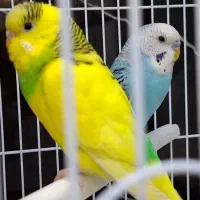 مرغ عشق|پرنده|اهواز, کوی مهدیس|دیوار