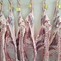 امروز پنجشنبه حراج گوشت سوپر گوشت حامی