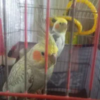 جفت عروس هلندی مولد