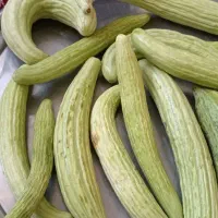 خیار چنبر