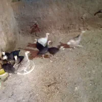 بوقلمون محلی
