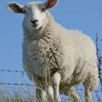گوسفند آصف